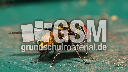 Schmeißfliege (10).jpg